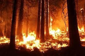 Feux de forêt en France : quels impacts sur la livraison de vos pièces mécaniques ?